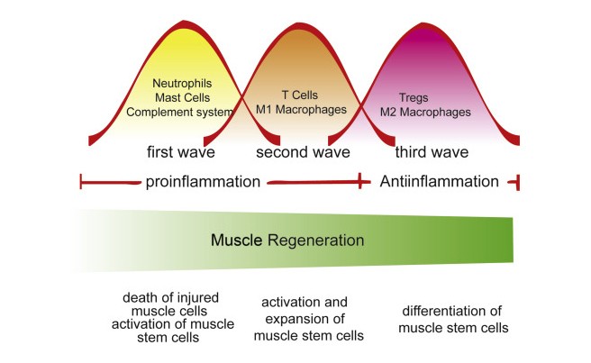 Muscle Regeneration